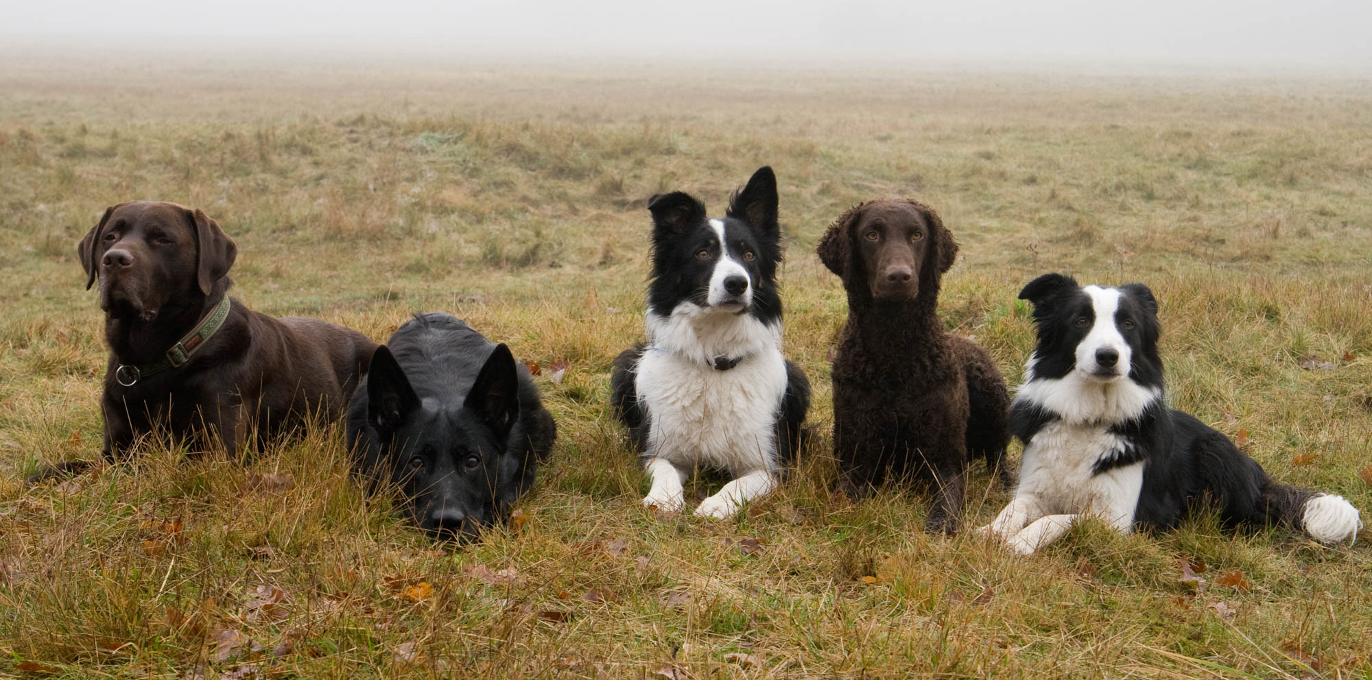 hunde-foto.net